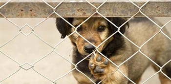Dog behind chain link fence